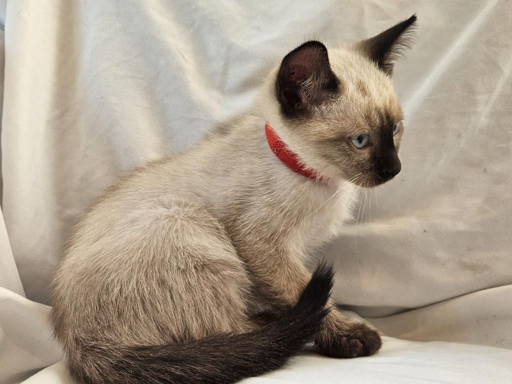 Sammy Seal  Point Siamese photo 3
