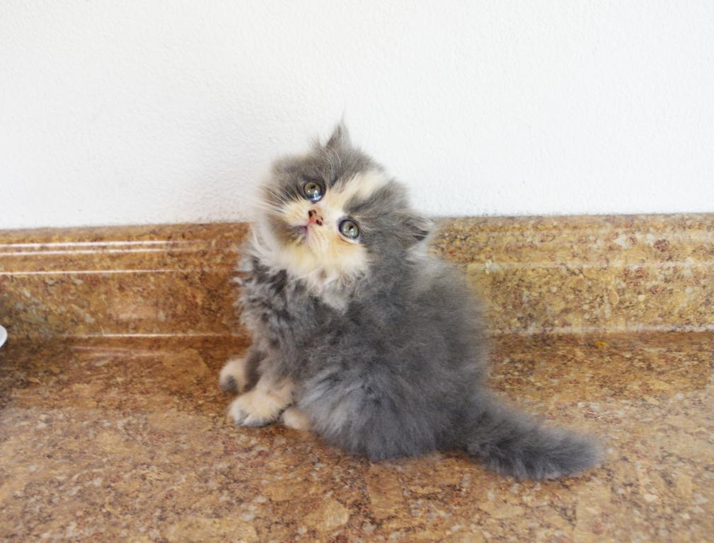 Persian Jewel 4 photo 6