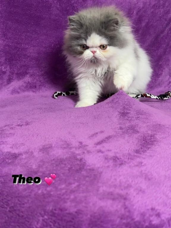 Theo photo 3