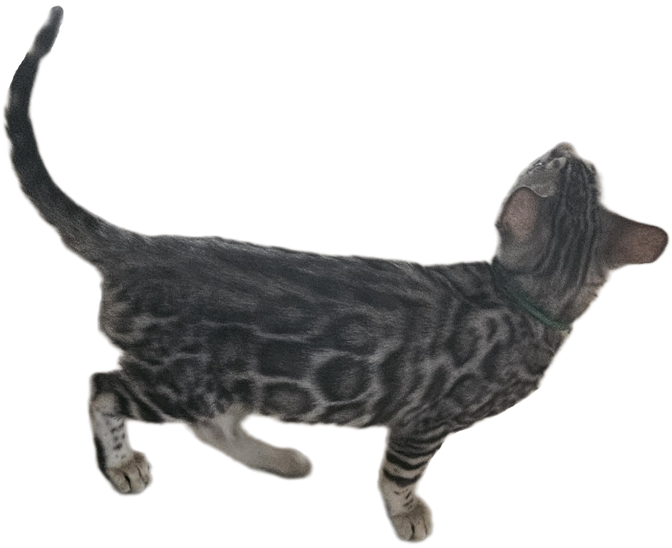 READY Male Silver Bengal Kitten photo 3