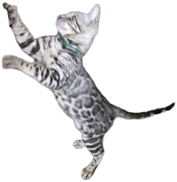 READY Male Silver Bengal Kitten