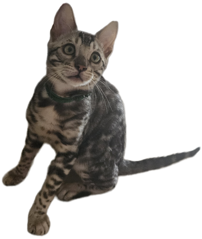 READY Male Silver Bengal Kitten photo 2
