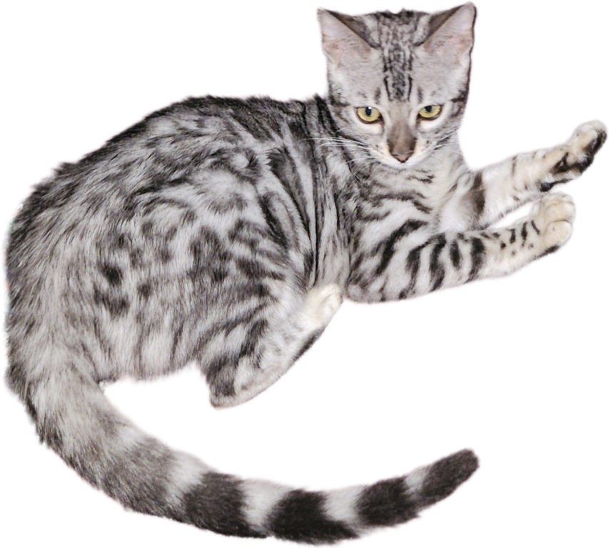 SILVER Male And Female Bengal Kittens photo 2