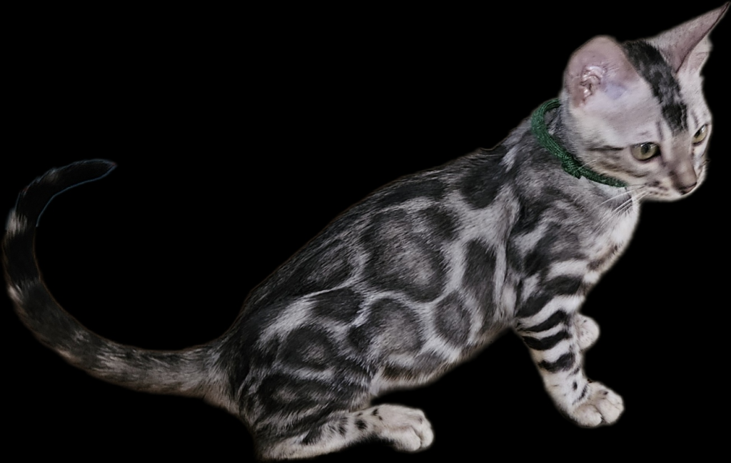 SILVER Male And Female Bengal Kittens photo 6
