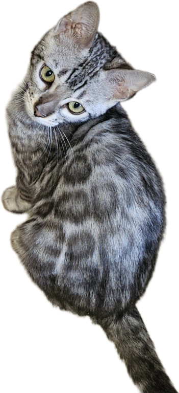 SILVER Male And Female Bengal Kittens photo 3
