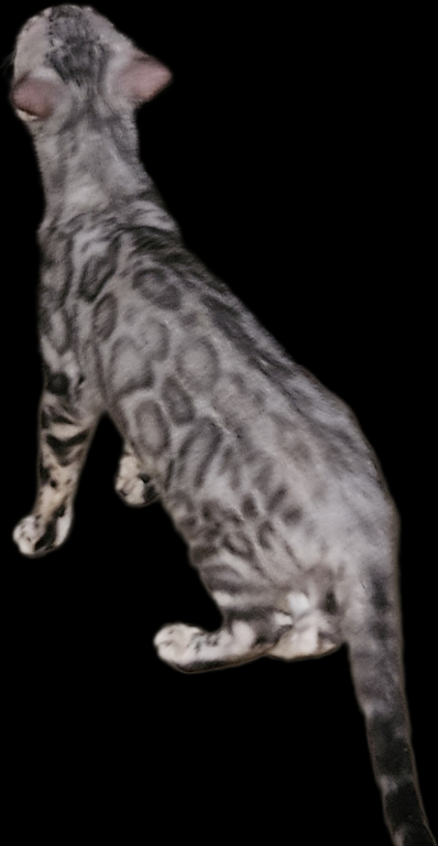 SILVER Male And Female Bengal Kittens photo 5