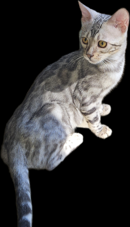 SILVER Male And Female Bengal Kittens photo 4