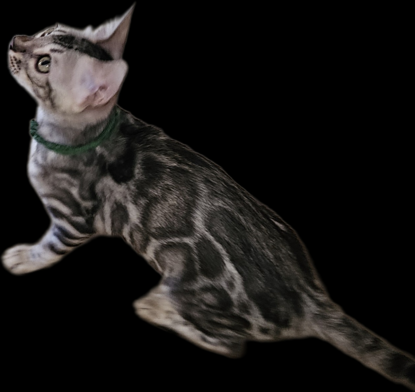 SILVER Male And Female Bengal Kittens photo 1