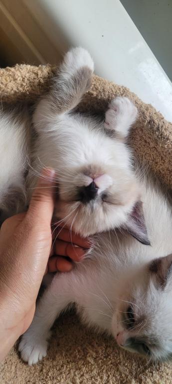Milo photo 5