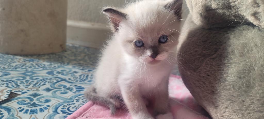 Milo photo 1