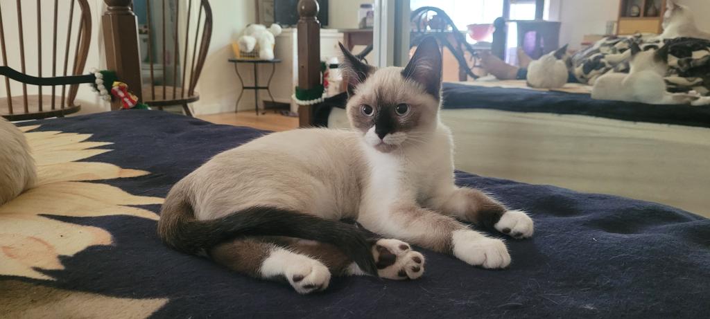 Milo photo 4