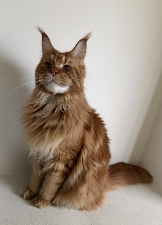 Jasper