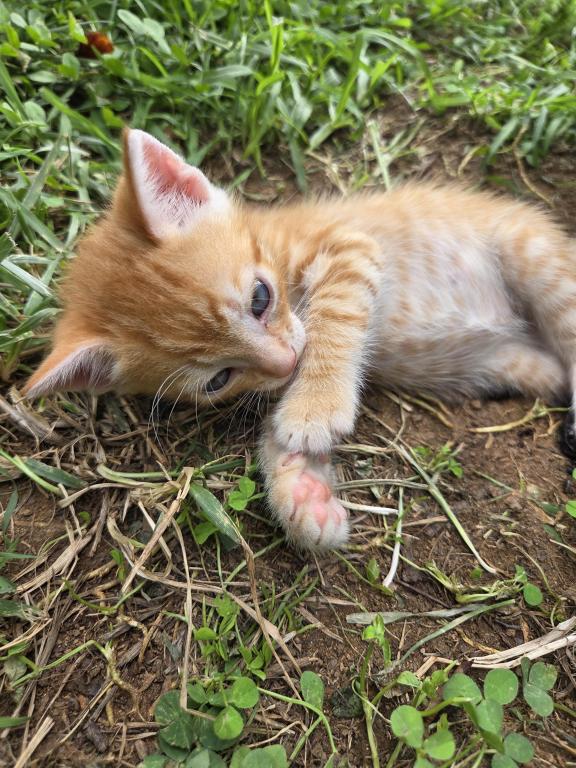 Simba photo 3