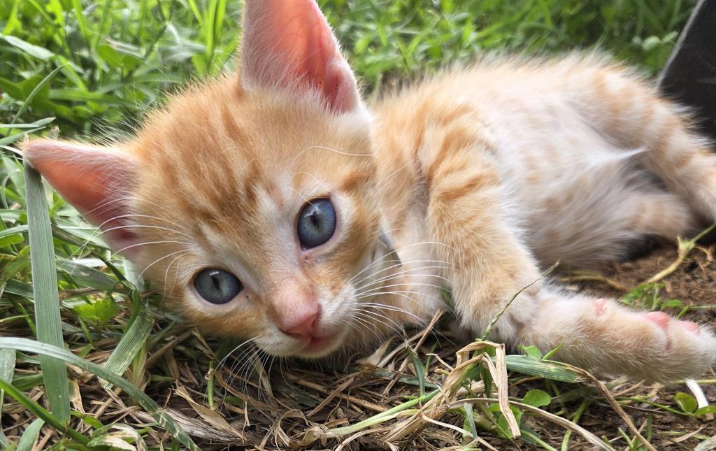 Simba photo 1