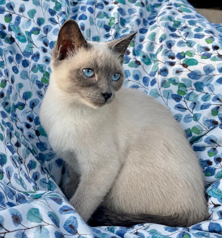 Azul