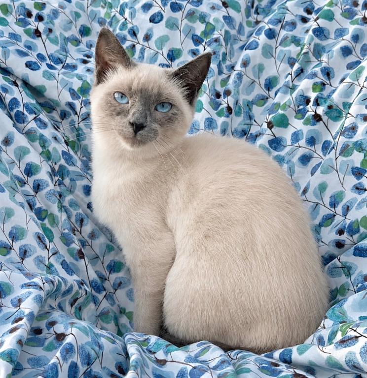 Azul photo 4