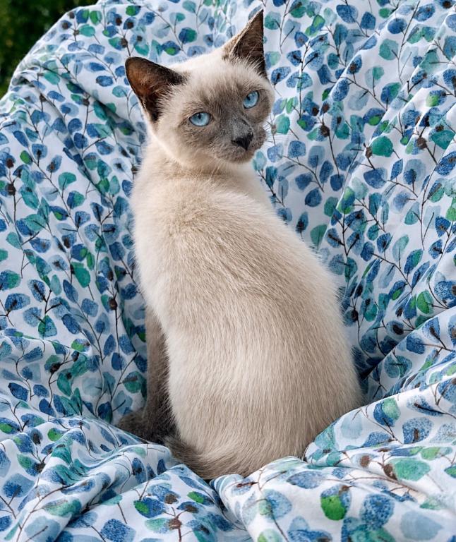 Azul photo 2