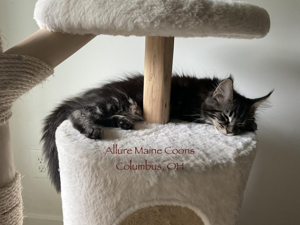 Luna And Emmetts Miles photo 5
