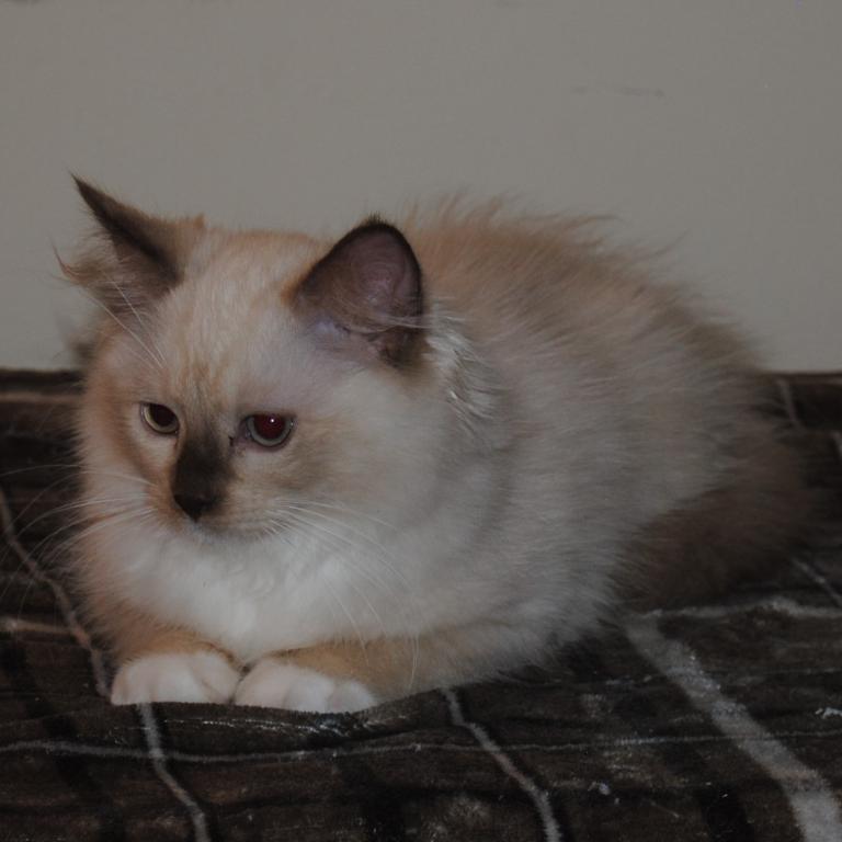 Tristian Cherubim Ragdoll photo 7