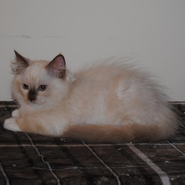 Tristian Cherubim Ragdoll photo 10