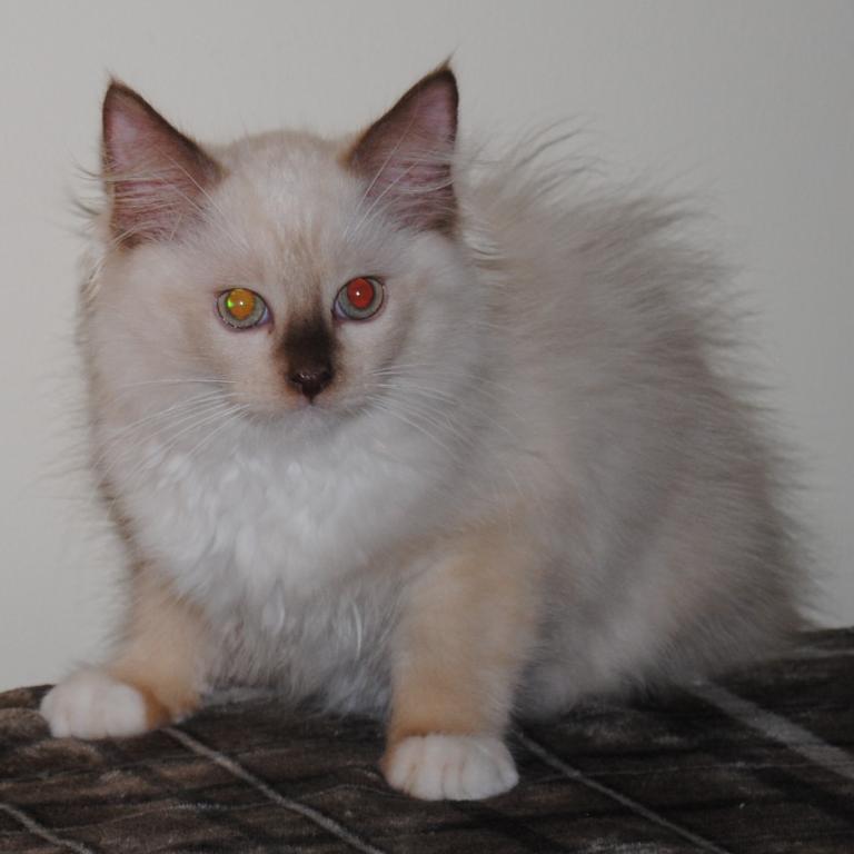 Tristian Cherubim Ragdoll photo 3