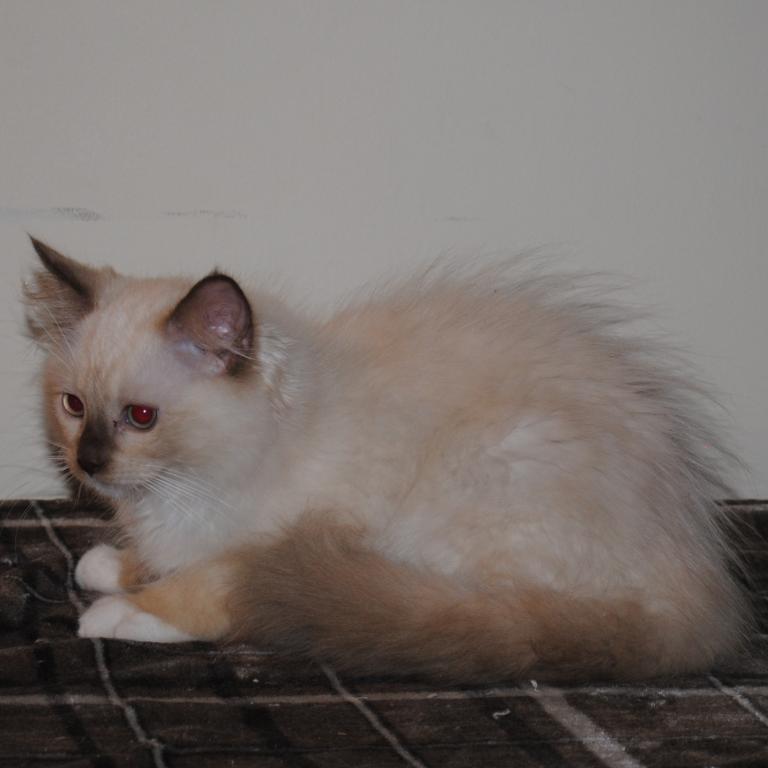 Tristian Cherubim Ragdoll photo 9