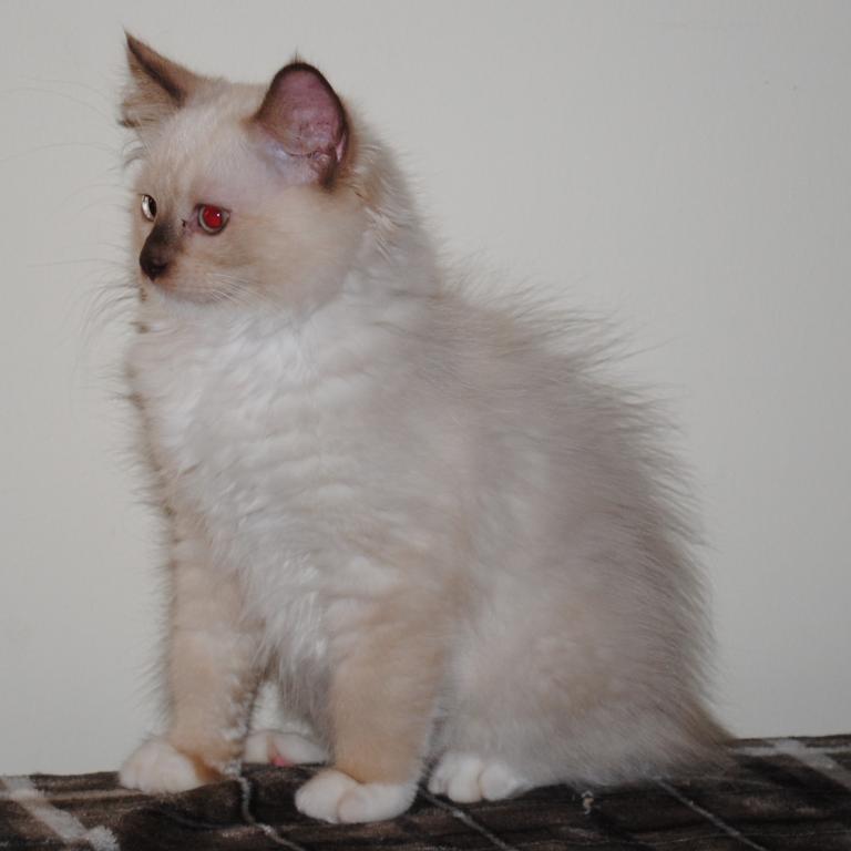 Tristian Cherubim Ragdoll photo 2