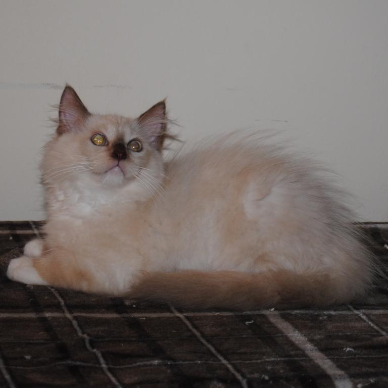 Tristian Cherubim Ragdoll photo 8