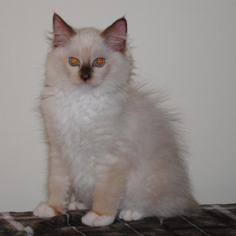Tristian Cherubim Ragdoll photo 11