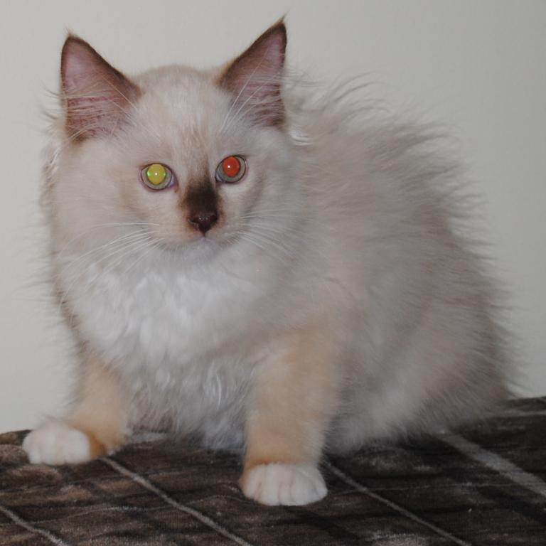 Tristian Cherubim Ragdoll photo 4