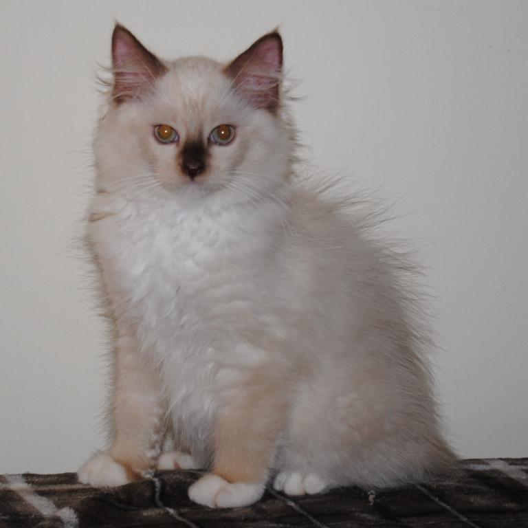 Tristian Cherubim Ragdoll