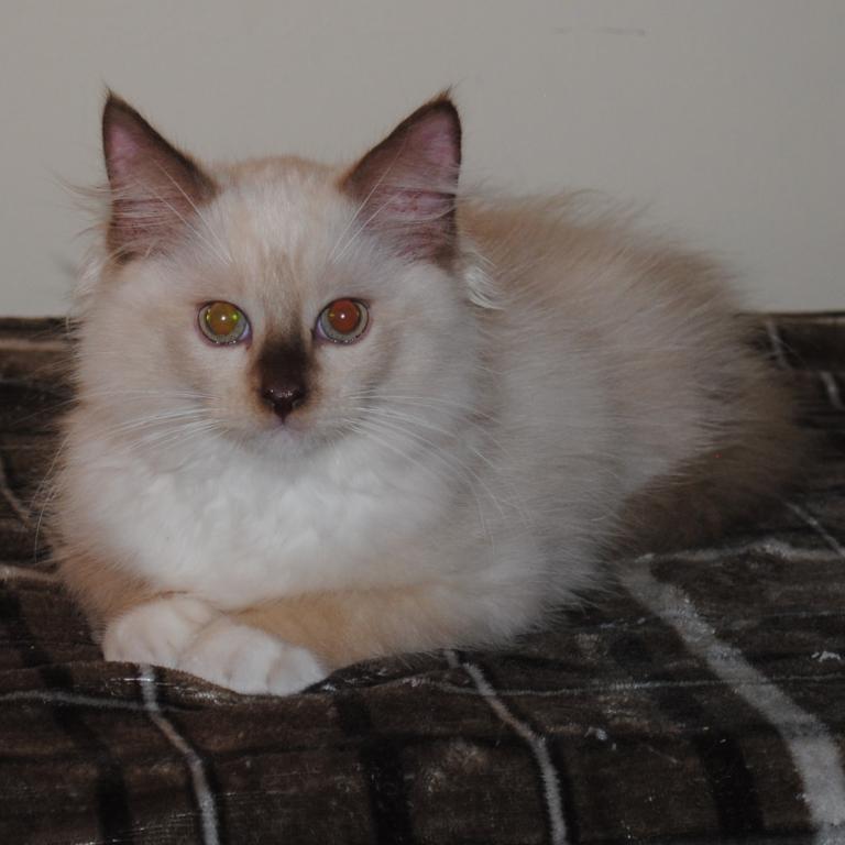 Tristian Cherubim Ragdoll photo 6