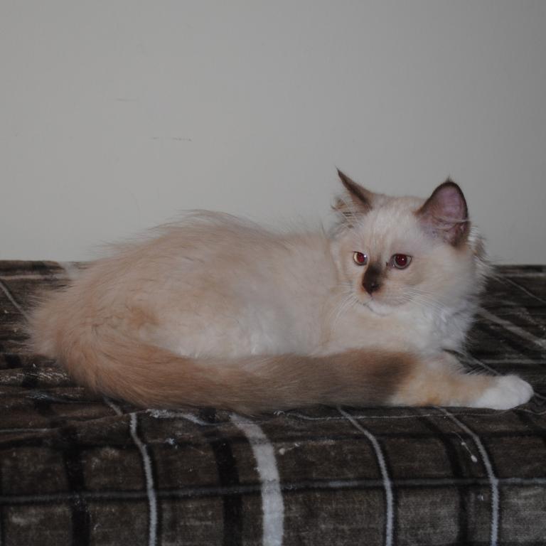 Tristian Cherubim Ragdoll photo 5