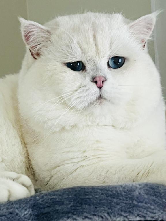 British Shorthair photo 1