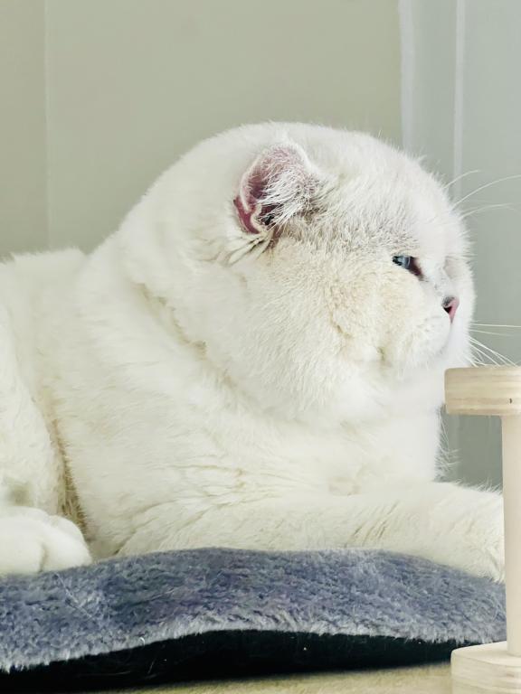 British Shorthair photo 10
