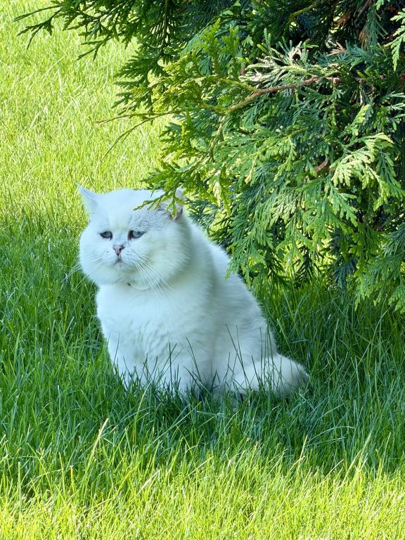 British Shorthair photo 4