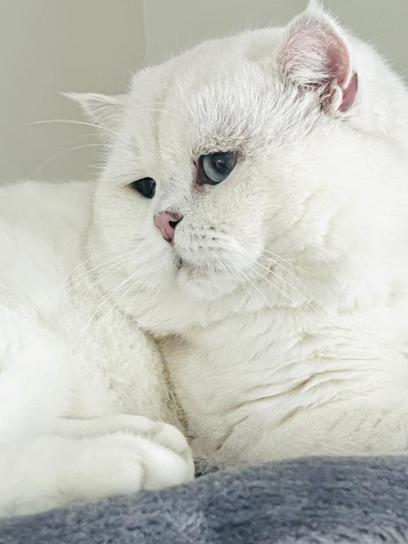 British Shorthair photo 6
