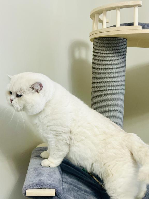 British Shorthair photo 8