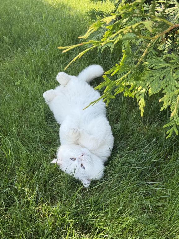 British Shorthair photo 2