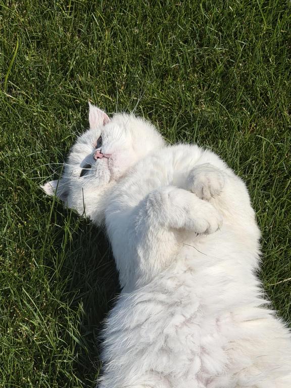 British Shorthair photo 3