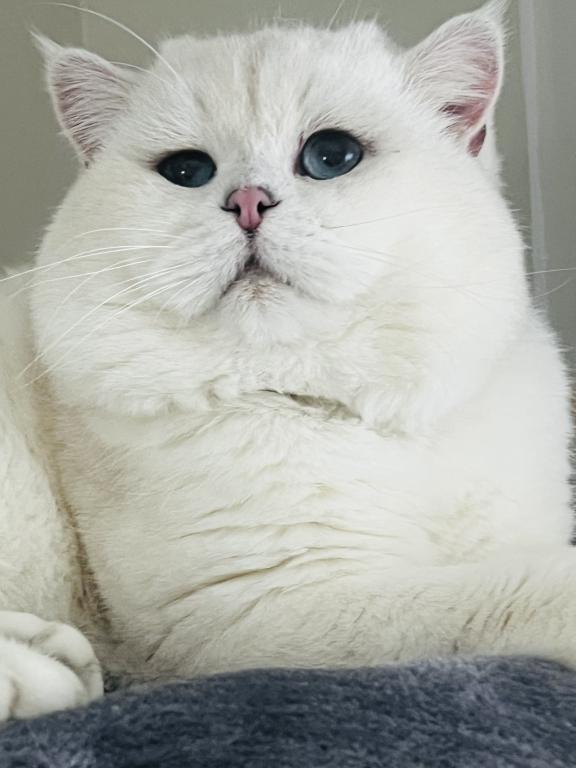 British Shorthair photo 5