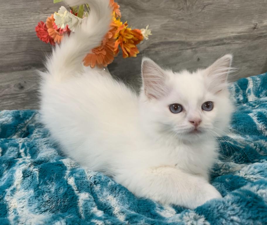Ragdoll Babies photo 6