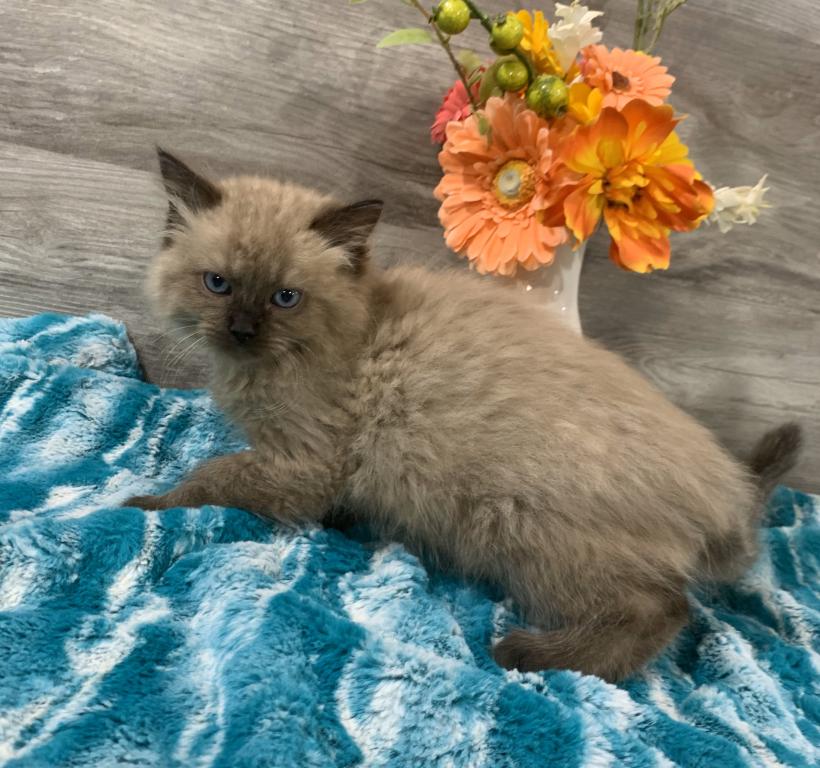 Ragdoll Babies photo 12