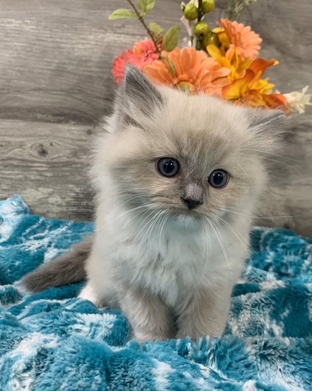 Ragdoll Babies photo 2