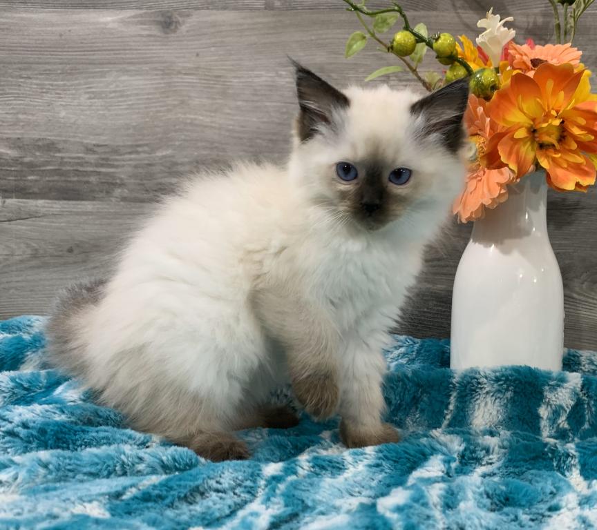 Ragdoll Babies photo 5