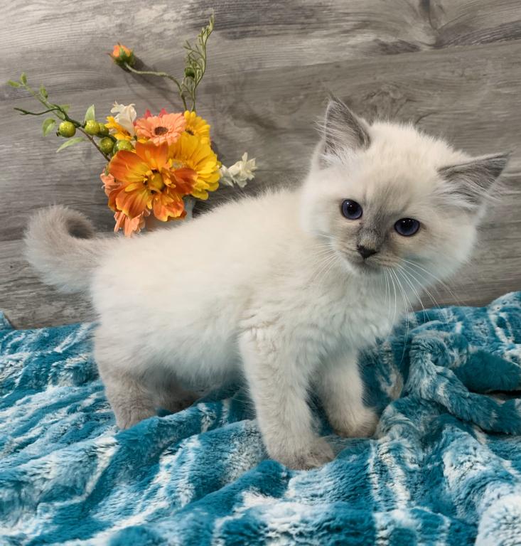 Ragdoll Babies photo 3