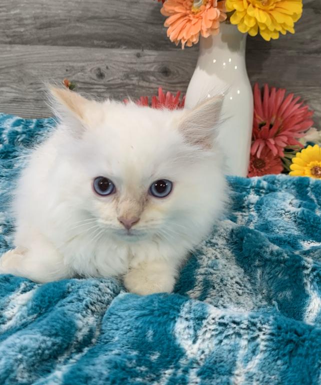 Ragdoll Babies photo 9
