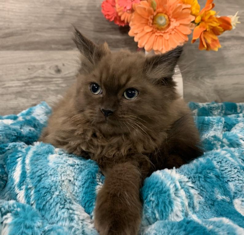 Ragdoll Babies photo 1