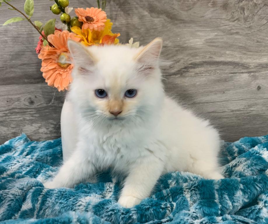 Ragdoll Babies photo 7