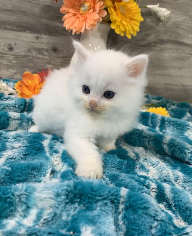 Ragdoll Babies photo 4